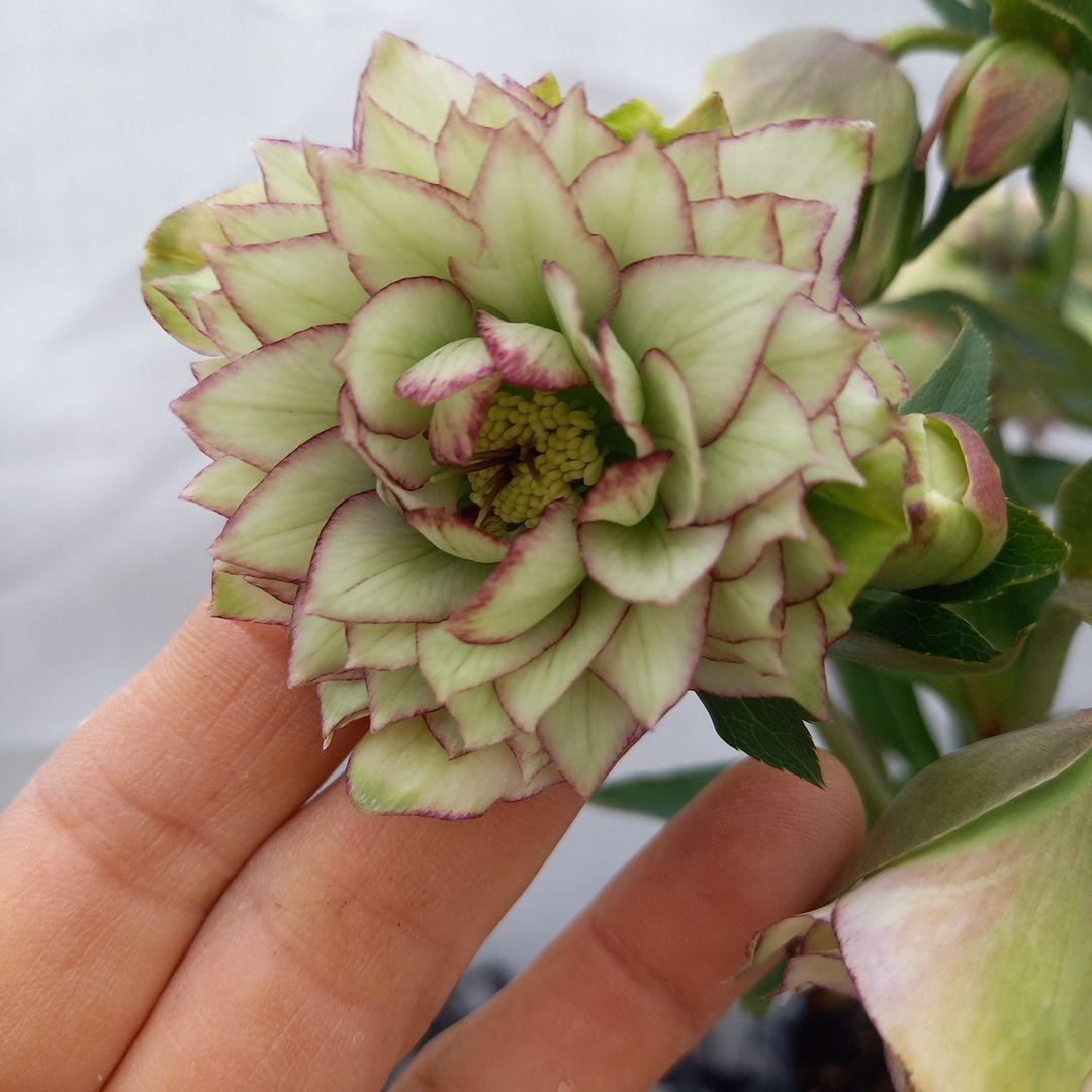 専用、値下げ！人気のピコティ変わり咲き⭐クリスマスローズ、大苗、開花株