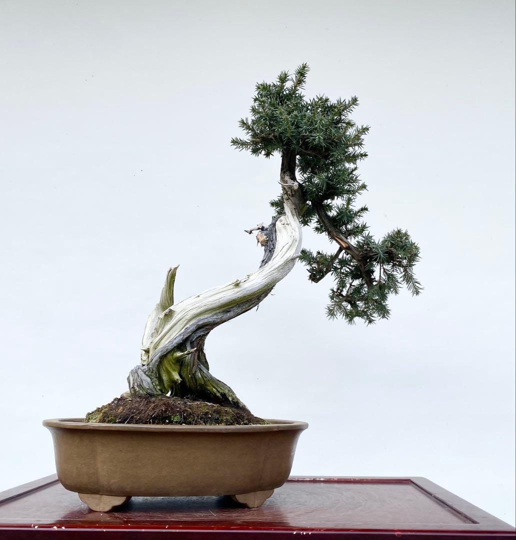 白木盆栽園　山採り　杜松　樹高56センチ　盆栽黒松赤松五葉松真柏雑木観葉植物