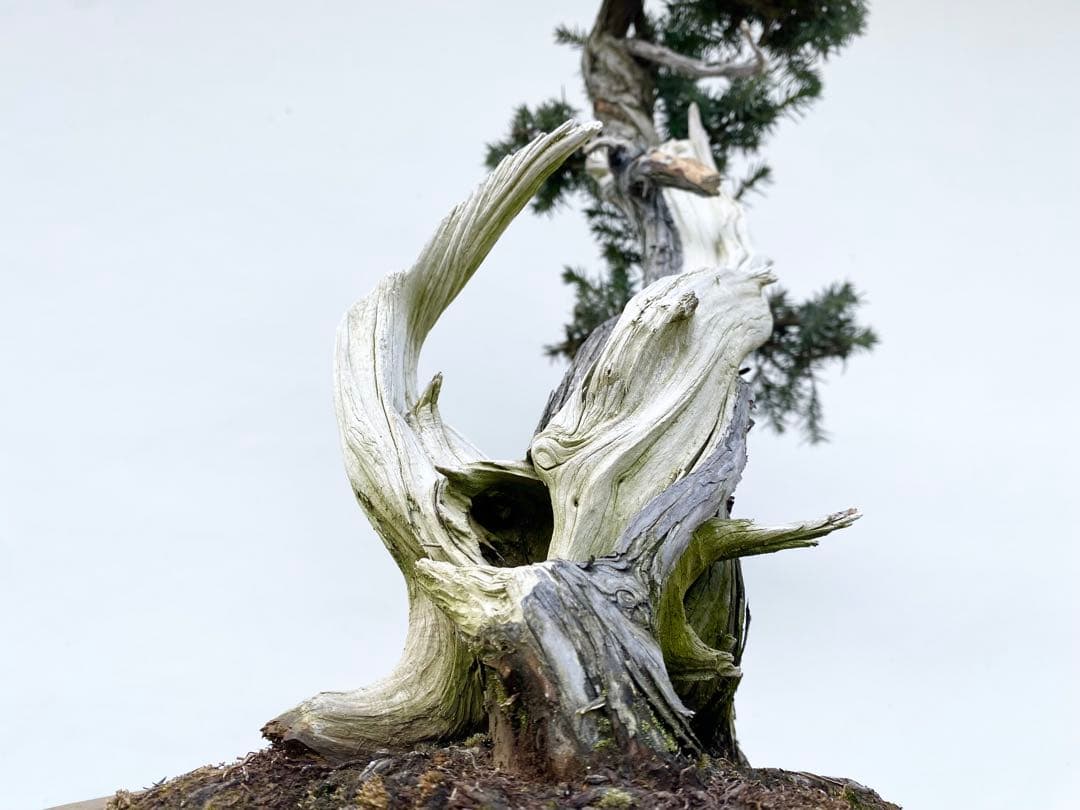 白木盆栽園　山採り　杜松　樹高56センチ　盆栽黒松赤松五葉松真柏雑木観葉植物