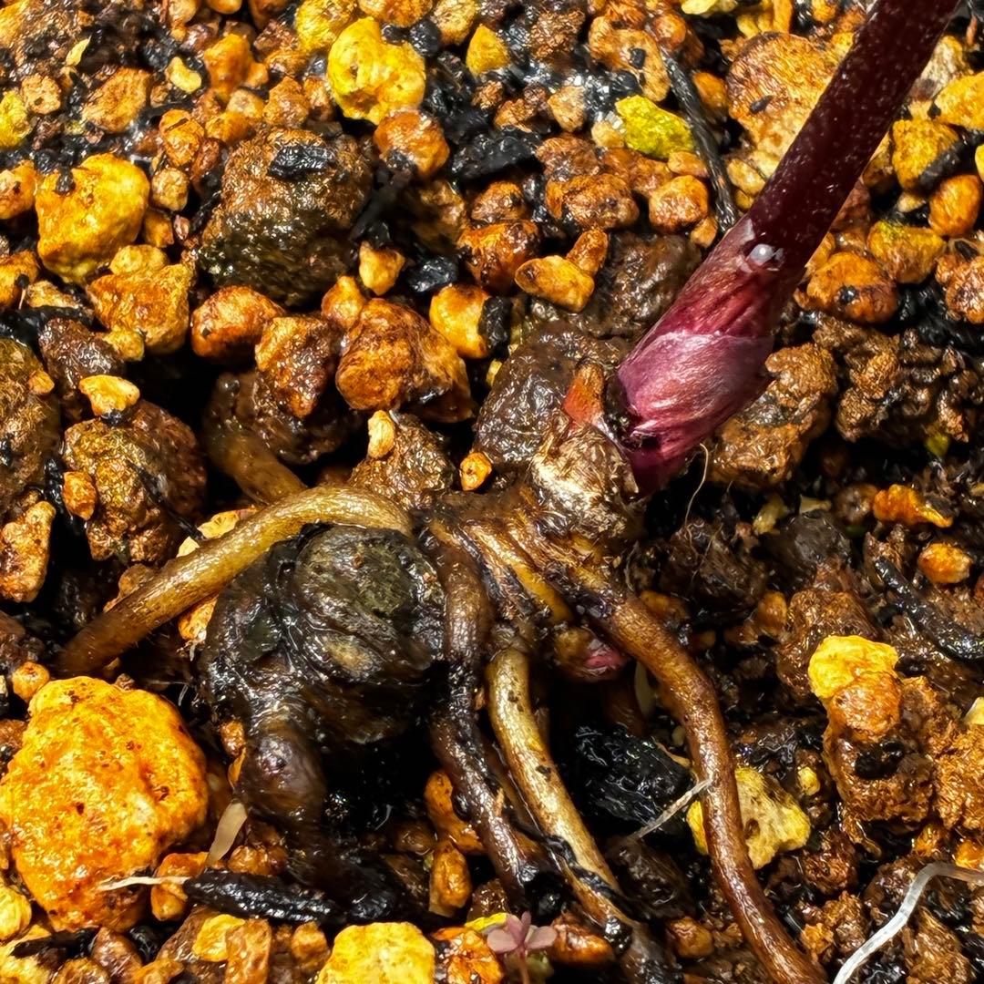 3916☘️2年間管理株☘️タグ付☘️超レア☘️⭐️BELCHERI⭐PINK ICE系⭐️