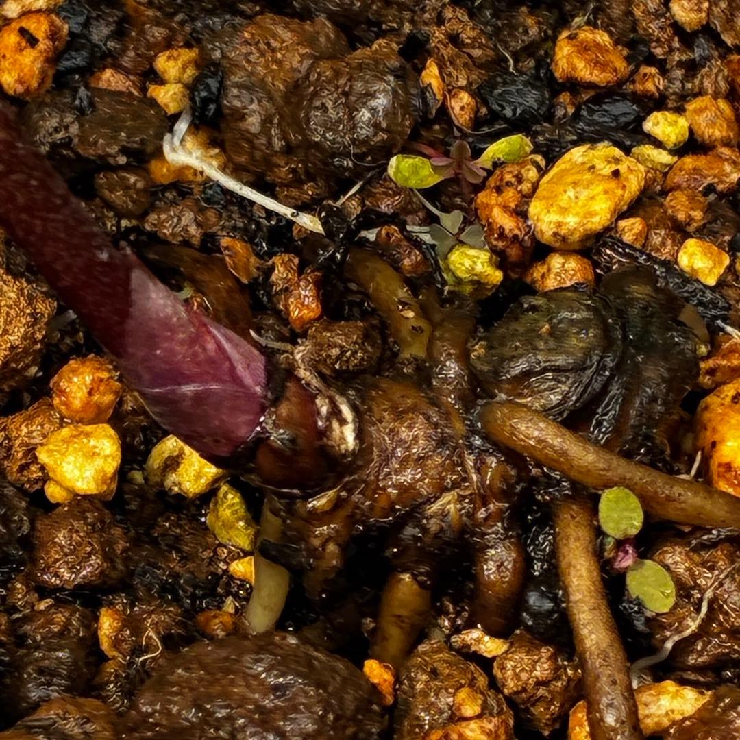 3916☘️2年間管理株☘️タグ付☘️超レア☘️⭐️BELCHERI⭐PINK ICE系⭐️