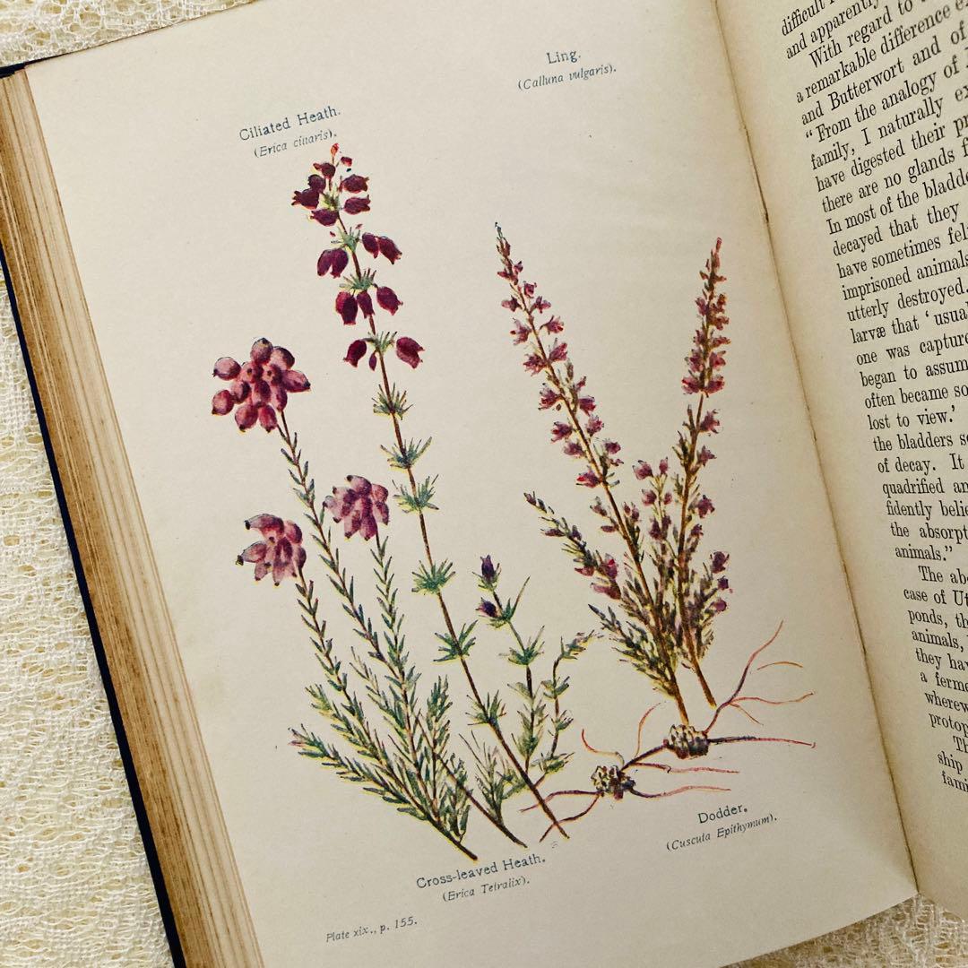 洋書　古書　アンティーク植物図鑑　淡く美しいイラスト♡　ボタニカルアート