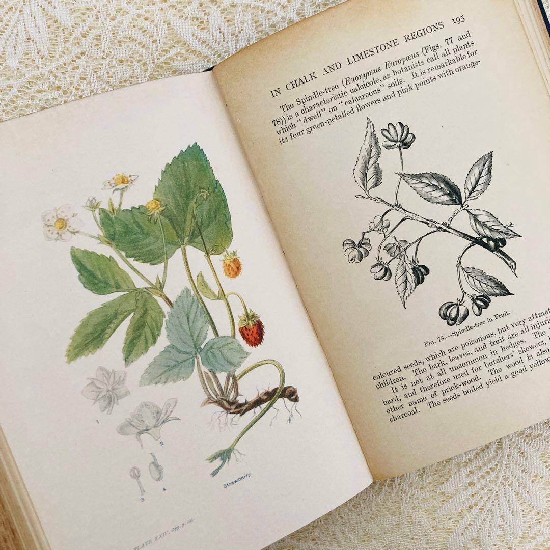 洋書　古書　アンティーク植物図鑑　淡く美しいイラスト♡　ボタニカルアート