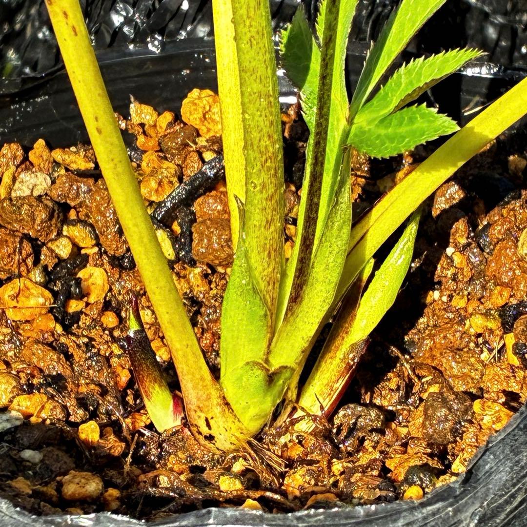 3924☘️ラスト☘️1年間管理株☘️⭐️ダーククレオパトラ⭐️広瀬園芸⭐️