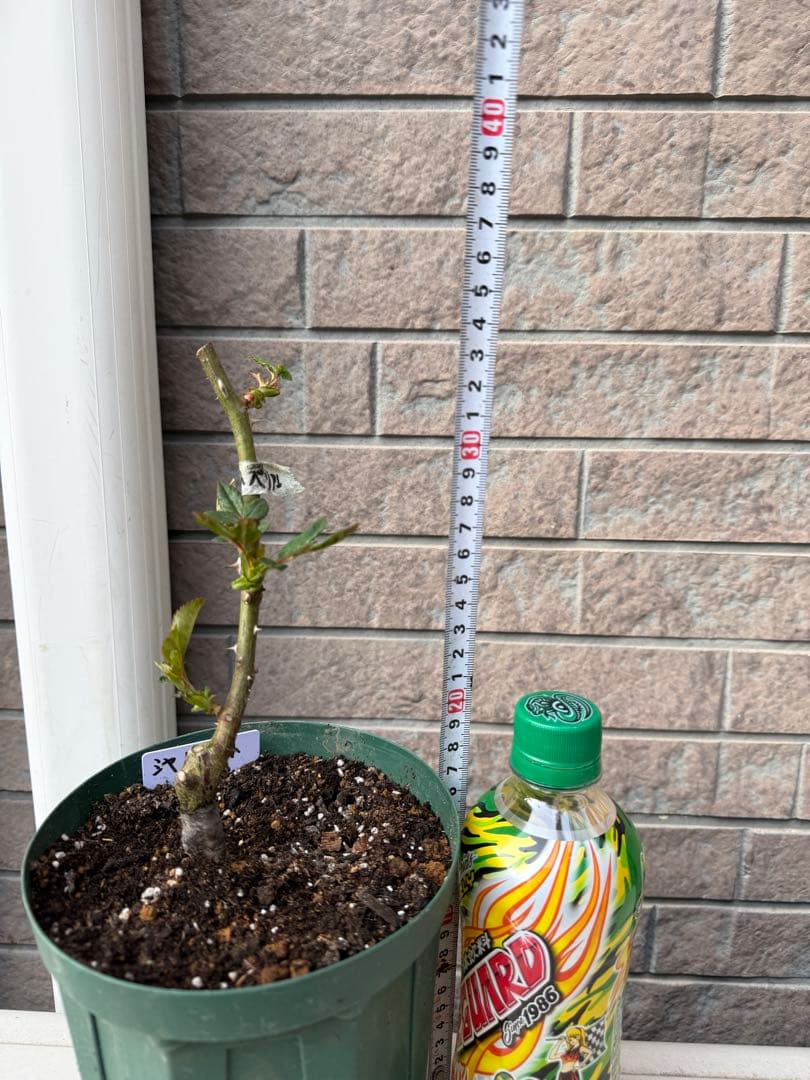 バラ苗　大苗　切り花　和バラ　流通少ない人気品種　3年生　鉢のまま　接木苗