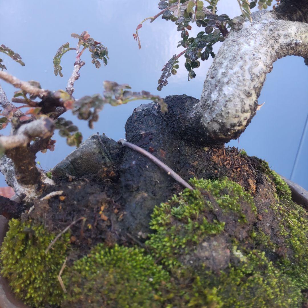 ミニ盆栽磯山椒