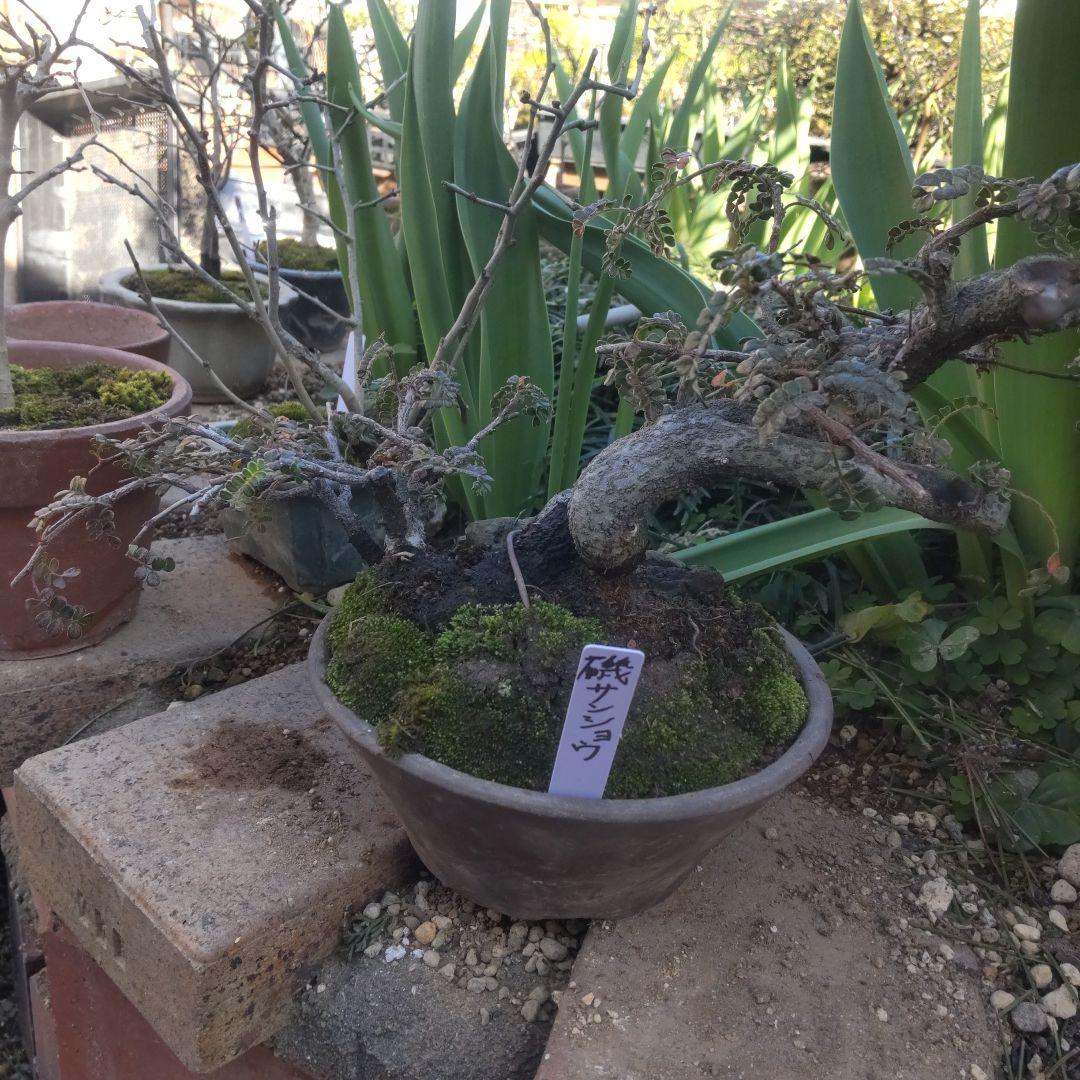 ミニ盆栽磯山椒