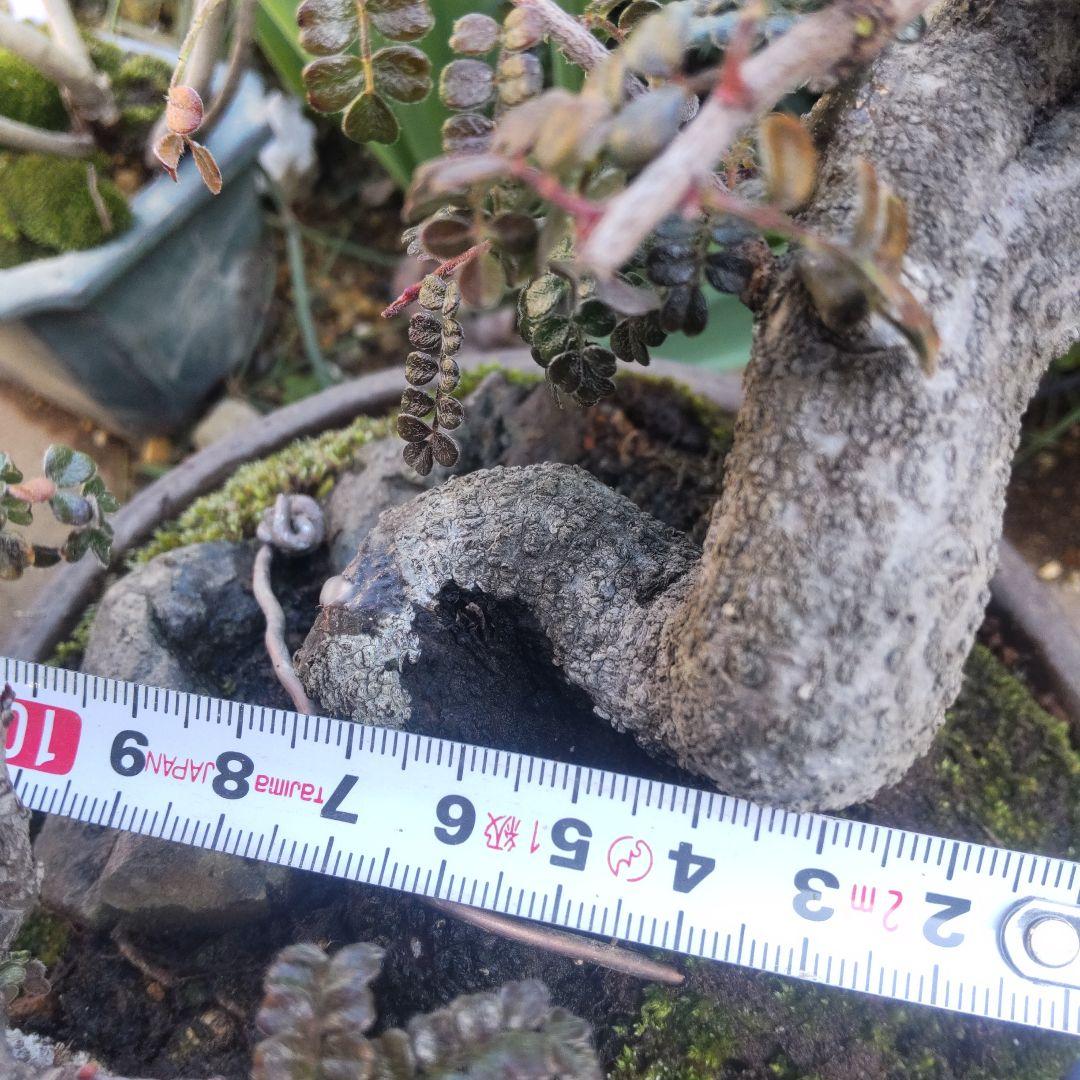 ミニ盆栽磯山椒