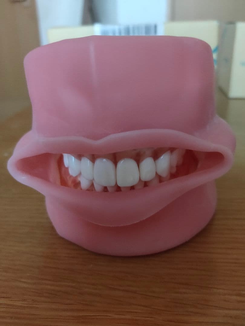 歯の模型 顎模型