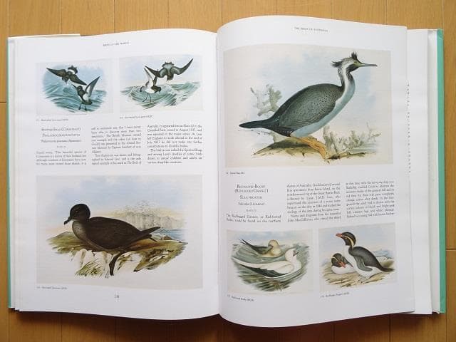 洋書◆鳥の大図鑑 本 資料集 イラスト 画集