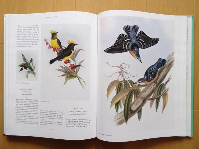 洋書◆鳥の大図鑑 本 資料集 イラスト 画集