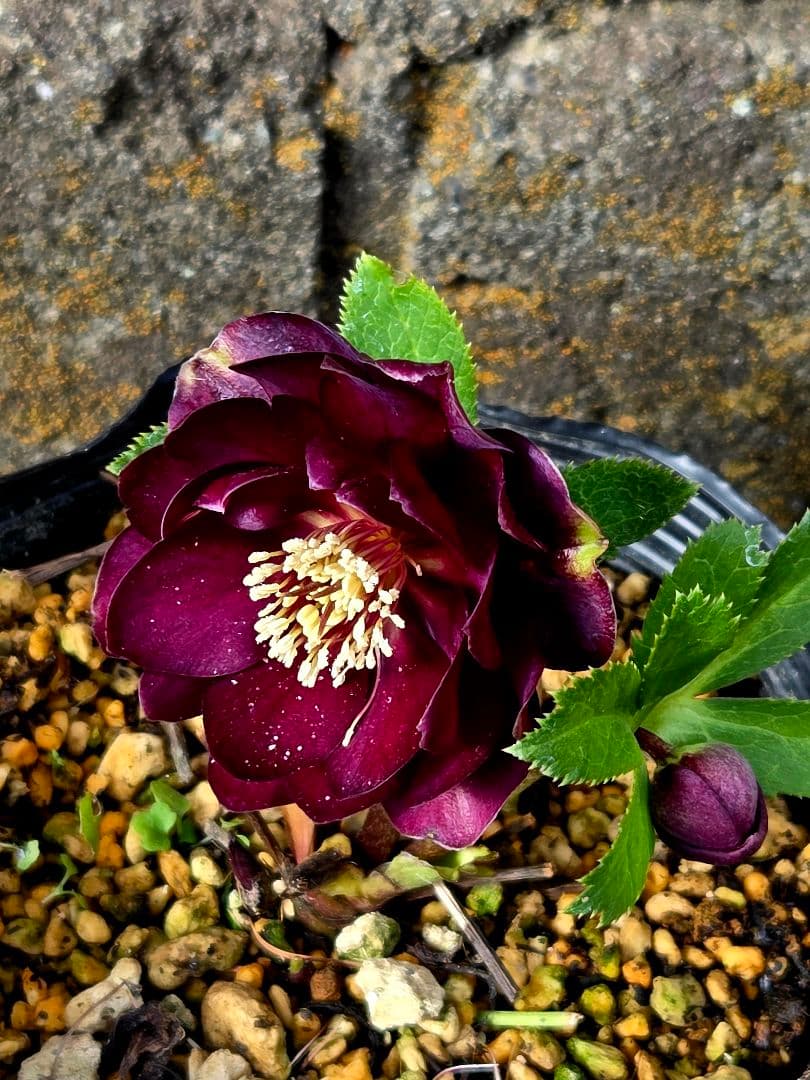 クリスマスローズ　キラメキ