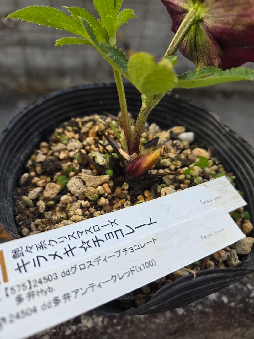 クリスマスローズ　キラメキ