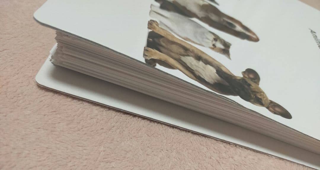 ヒューマンアカデミー　キャットケアスペシャリスト