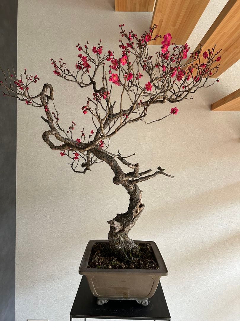 紅梅　盆栽　大品　一重　ピンク花　舎利　古木