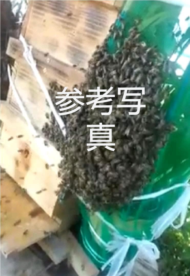 日本蜜蜂巣箱　今年も分蜂に向けて　89