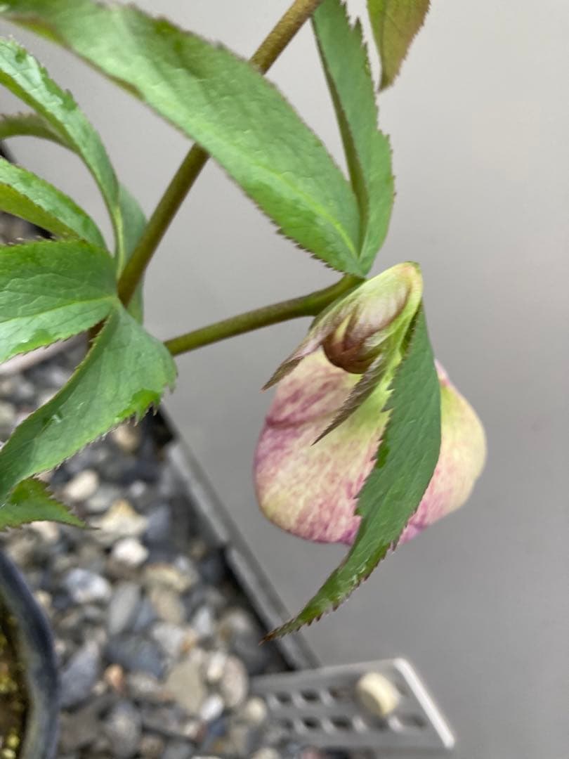 週末限定価格！大和園　カップ咲き　クリスマスローズ　セミダブル