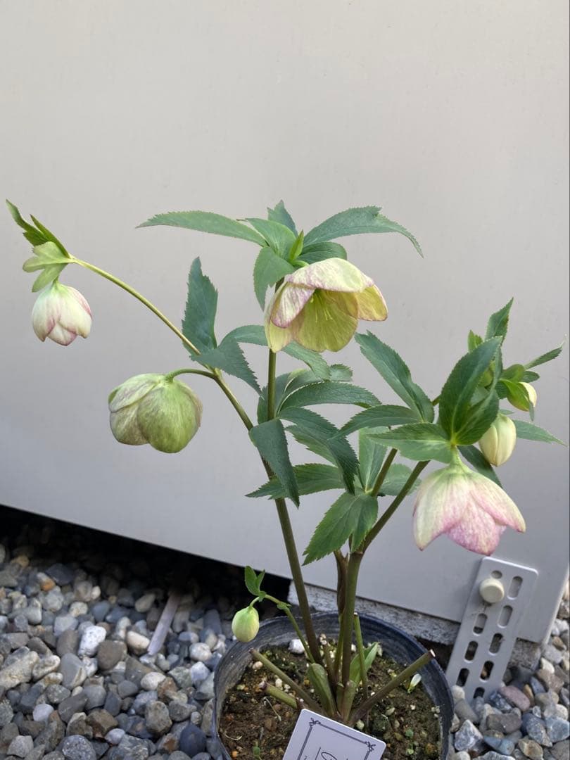 週末限定価格！大和園　カップ咲き　クリスマスローズ　セミダブル