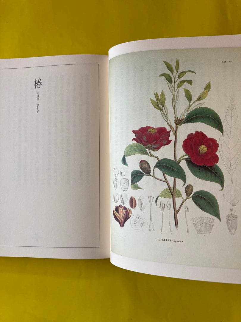 フローラ逍遥　澁澤龍彦著