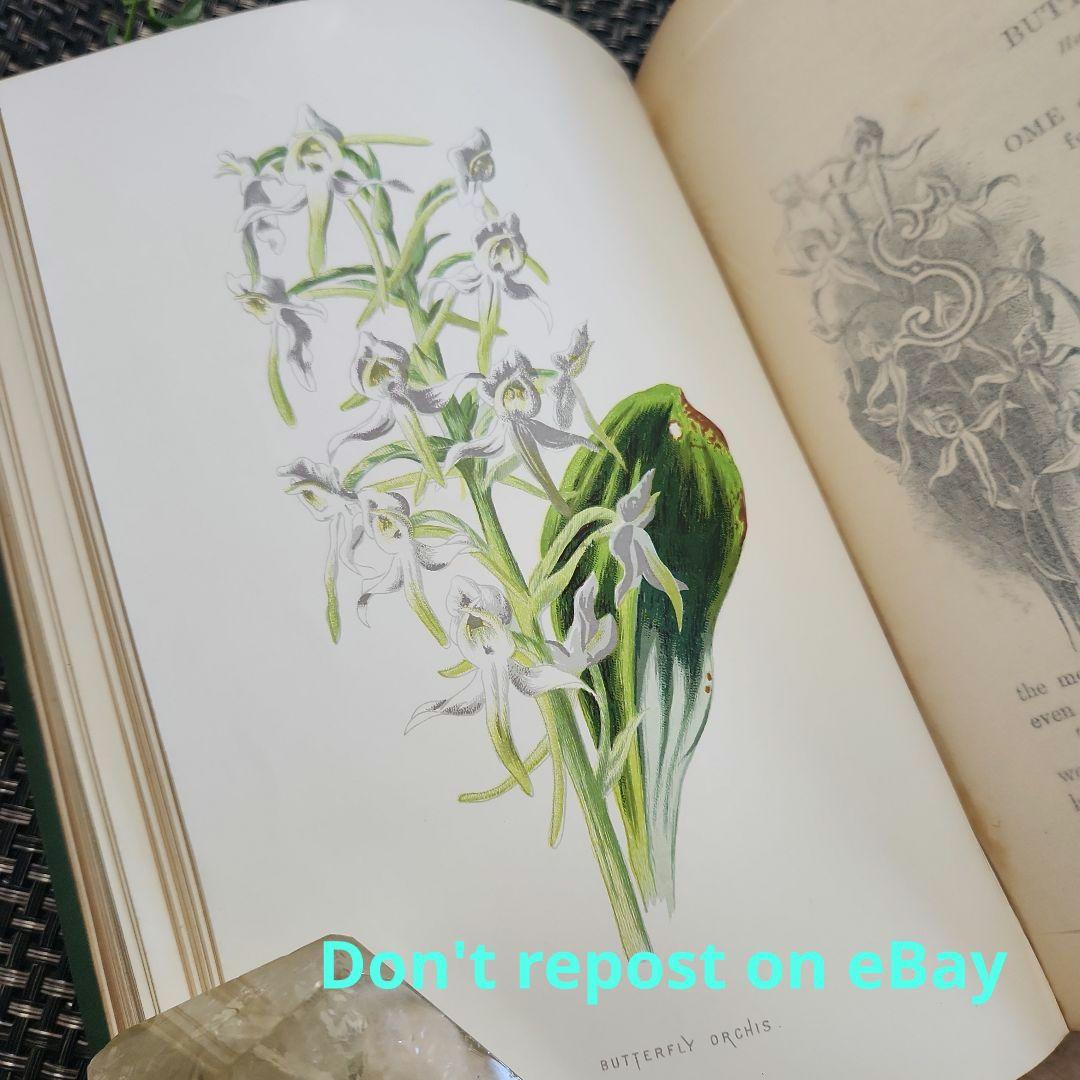 植物図鑑　洋書　古書　ボタニカルアート　アンティーク　リトグラフ　23