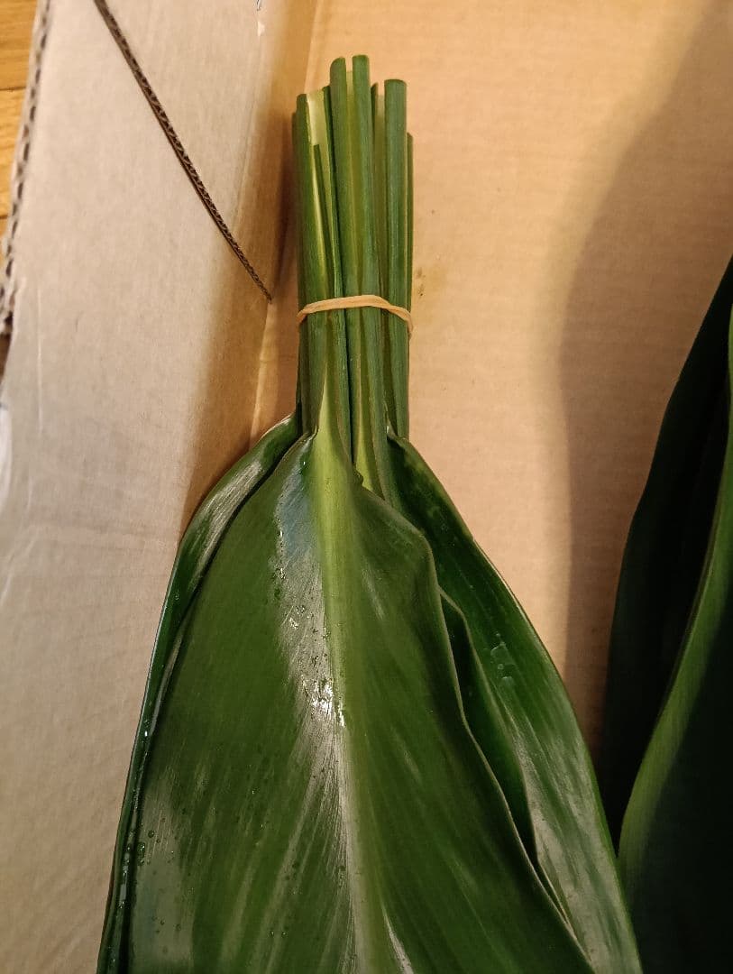 本物国産★ティーリーフ80枚★フラダンス用スカートやレイ、リース、60〜65cm