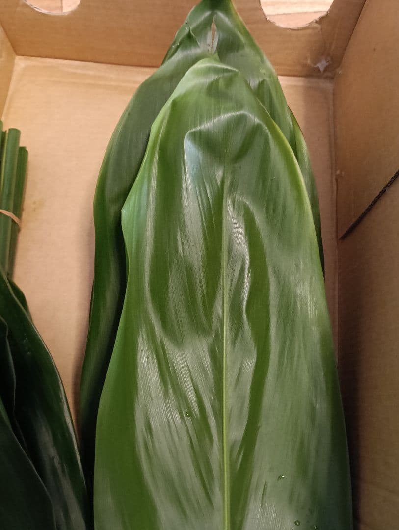 本物国産★ティーリーフ80枚★フラダンス用スカートやレイ、リース、60〜65cm