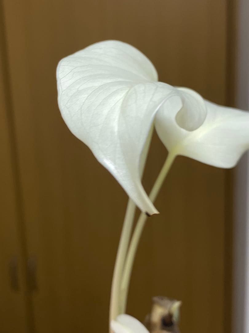 オ*ジ様 ②【フルムーン‼️】モンステラ　ボルシギアナ　ホワイトタイガー　斑入り