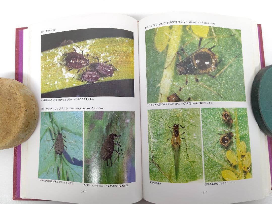 『日本原色アブラムシ図鑑』アブラムシ 希少本 稀覯本 森津孫四郎 著