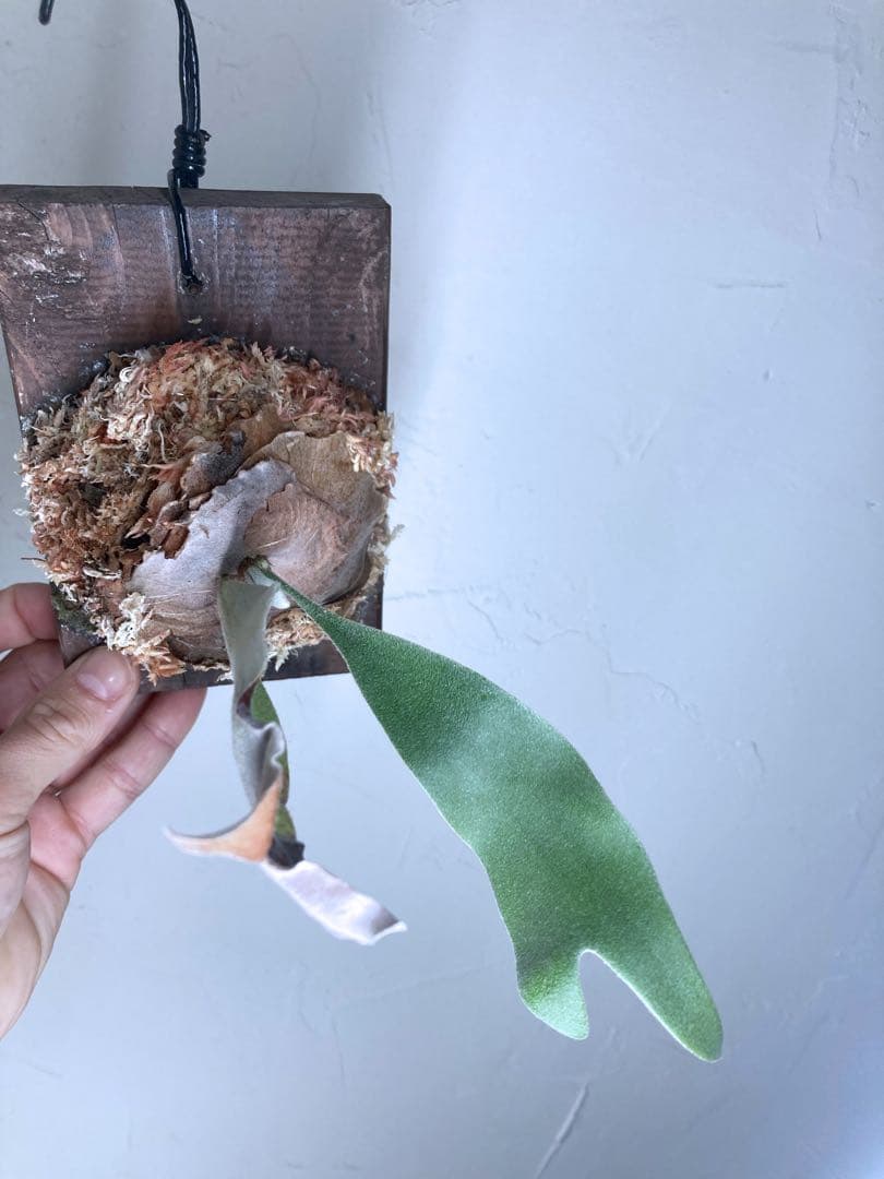 P.Veitchii Wild Australia Pup ビカクシダ