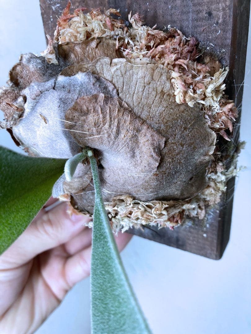 P.Veitchii Wild Australia Pup ビカクシダ