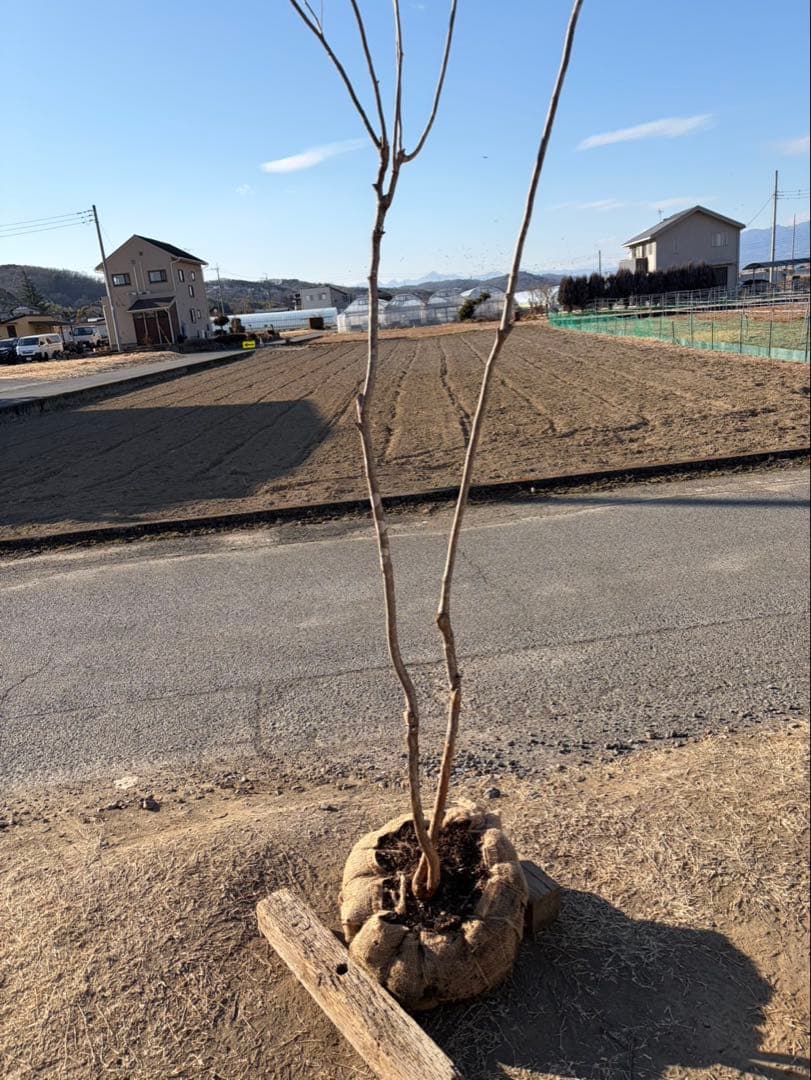 山採り ナツハゼ 自然樹形