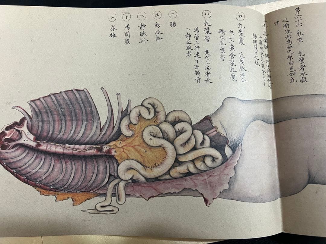 『解剖存真図』「胃・腸編」「肺・心臓編」「脳・神経編」カラー複製 3点◆腑分け