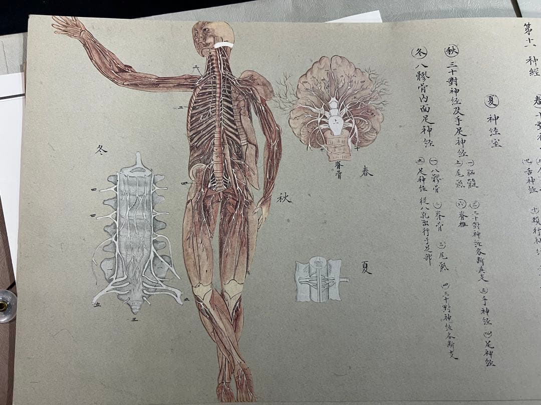 『解剖存真図』「胃・腸編」「肺・心臓編」「脳・神経編」カラー複製 3点◆腑分け