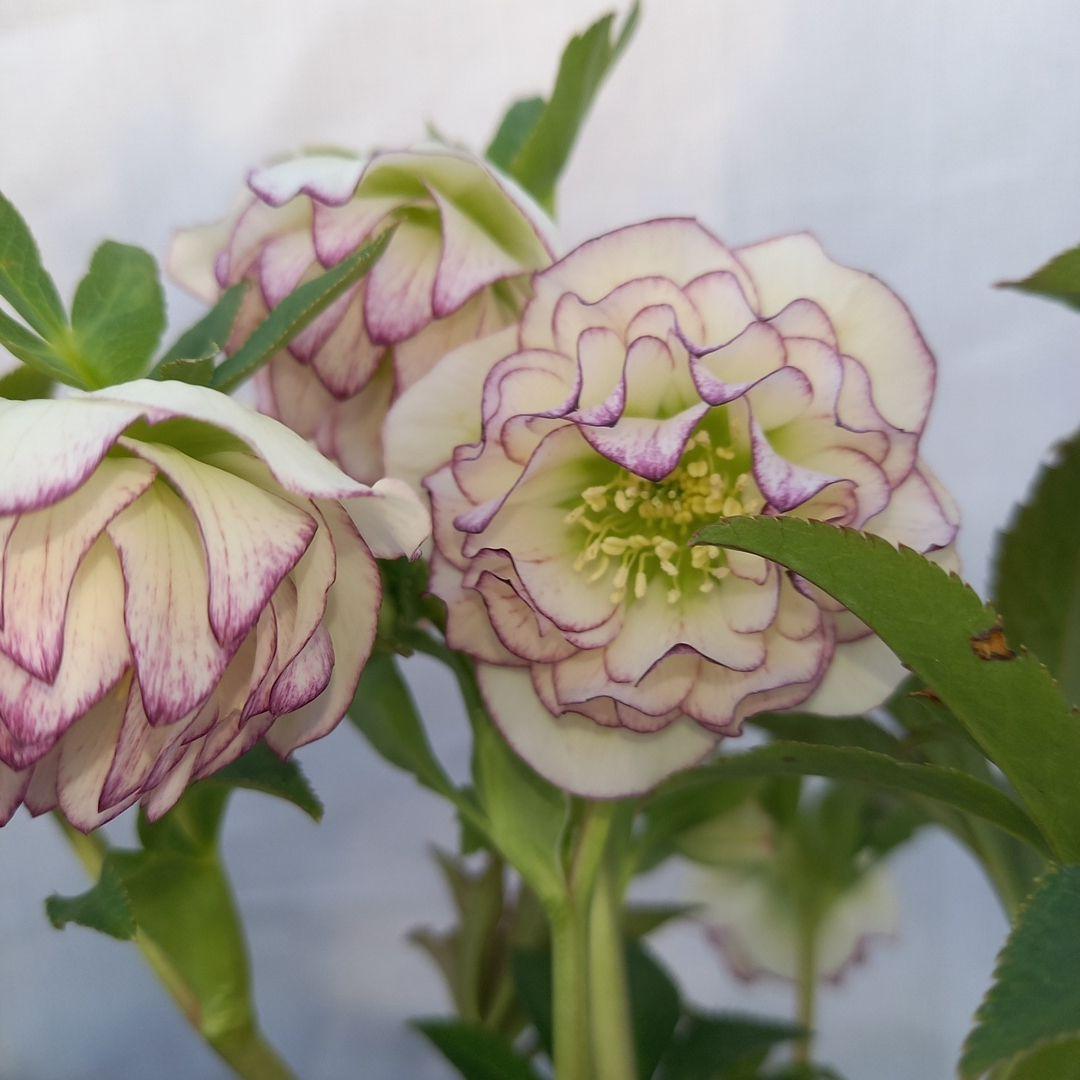 専用、華やか2個セット⭐クリスマスローズ、苗開花株