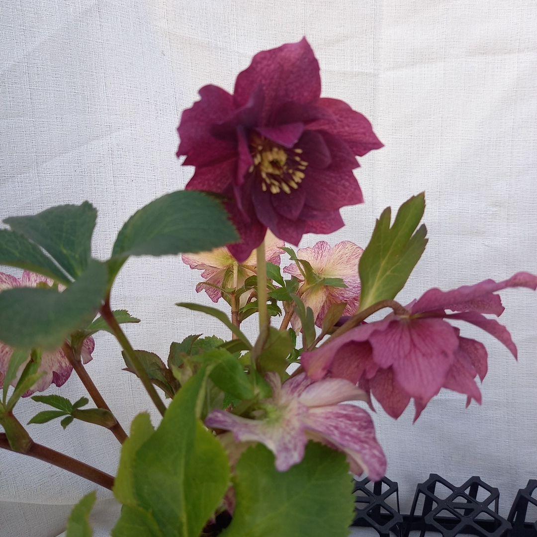 専用、華やか2個セット⭐クリスマスローズ、苗開花株