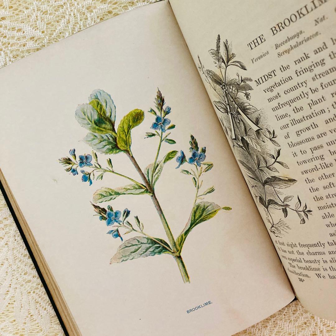 洋書古書　希少　Familiar Wild Flowers　アンティーク植物図鑑