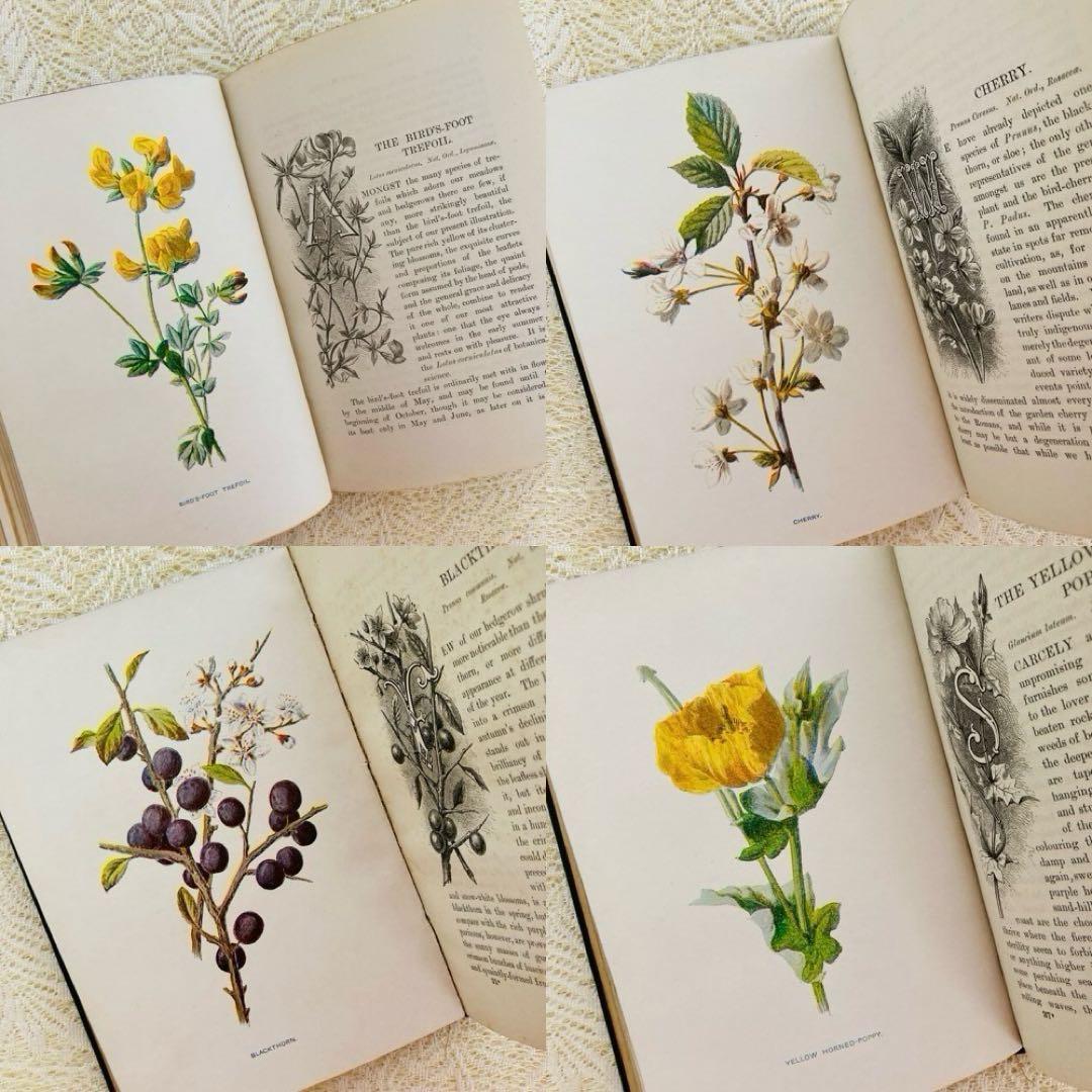 洋書古書　希少　Familiar Wild Flowers　アンティーク植物図鑑