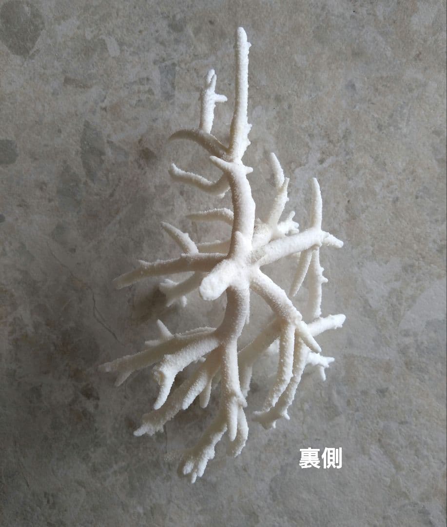 素敵★ 珊瑚礁　珊瑚　貝殻　アロマストーン　白化珊瑚　白珊瑚　標本　細い枝　⑮