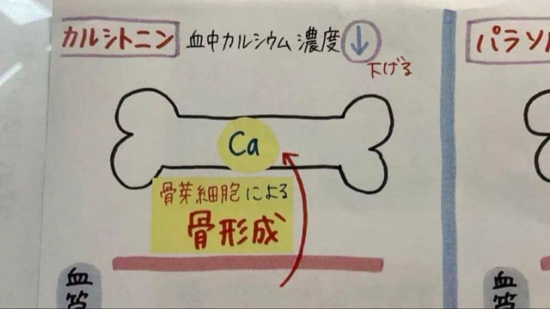 管理栄養士国家試験対策　まとめノート　全科目