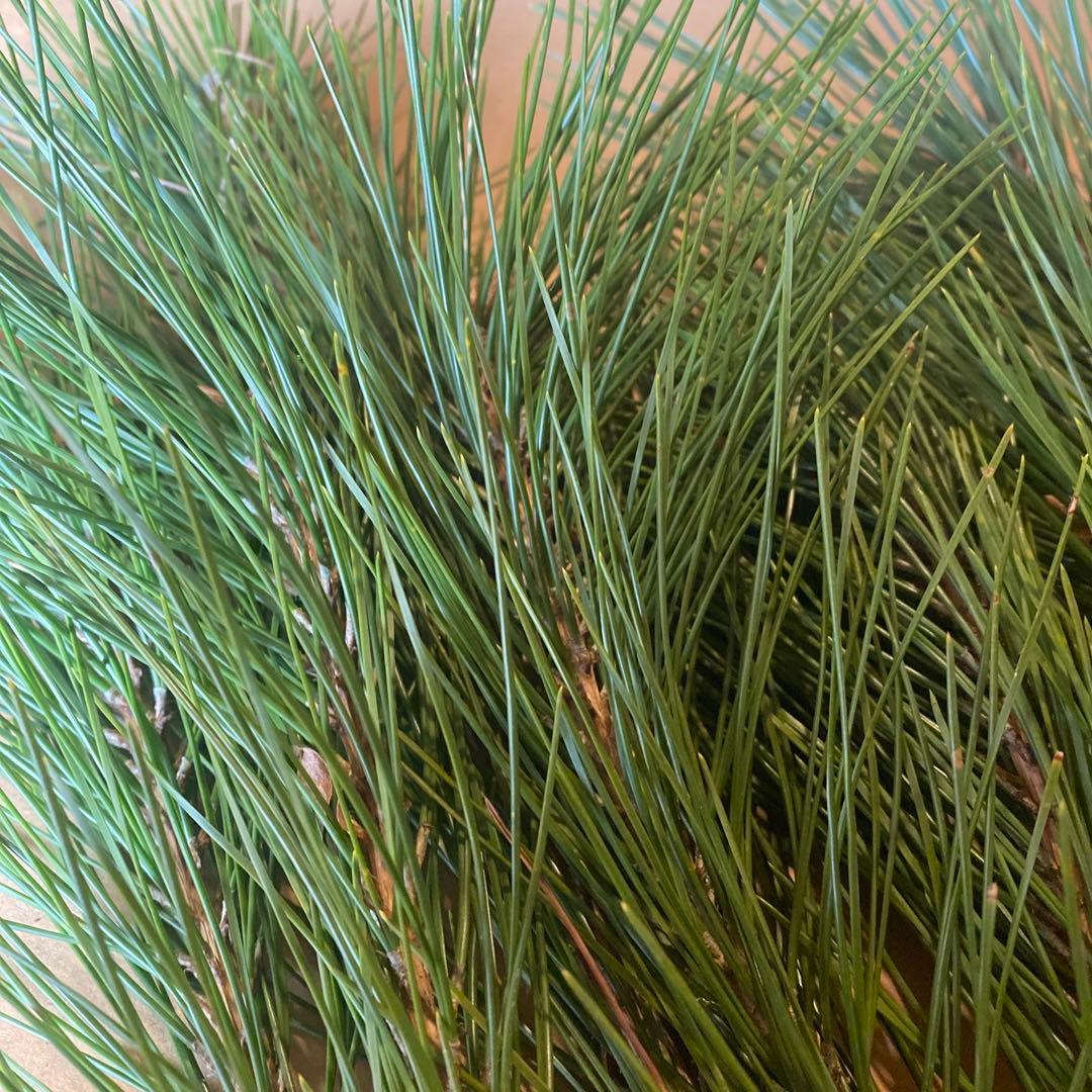 【二箱分いっぱい】松　みかん箱ダンボールぱんぱんに詰めます！　松葉