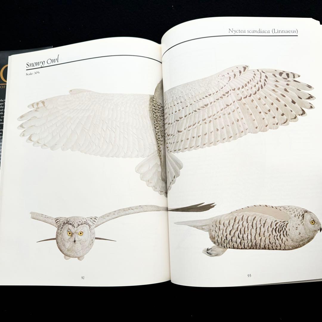 北米のフクロウ 絵画と彫刻 作品集「Owls of North America」