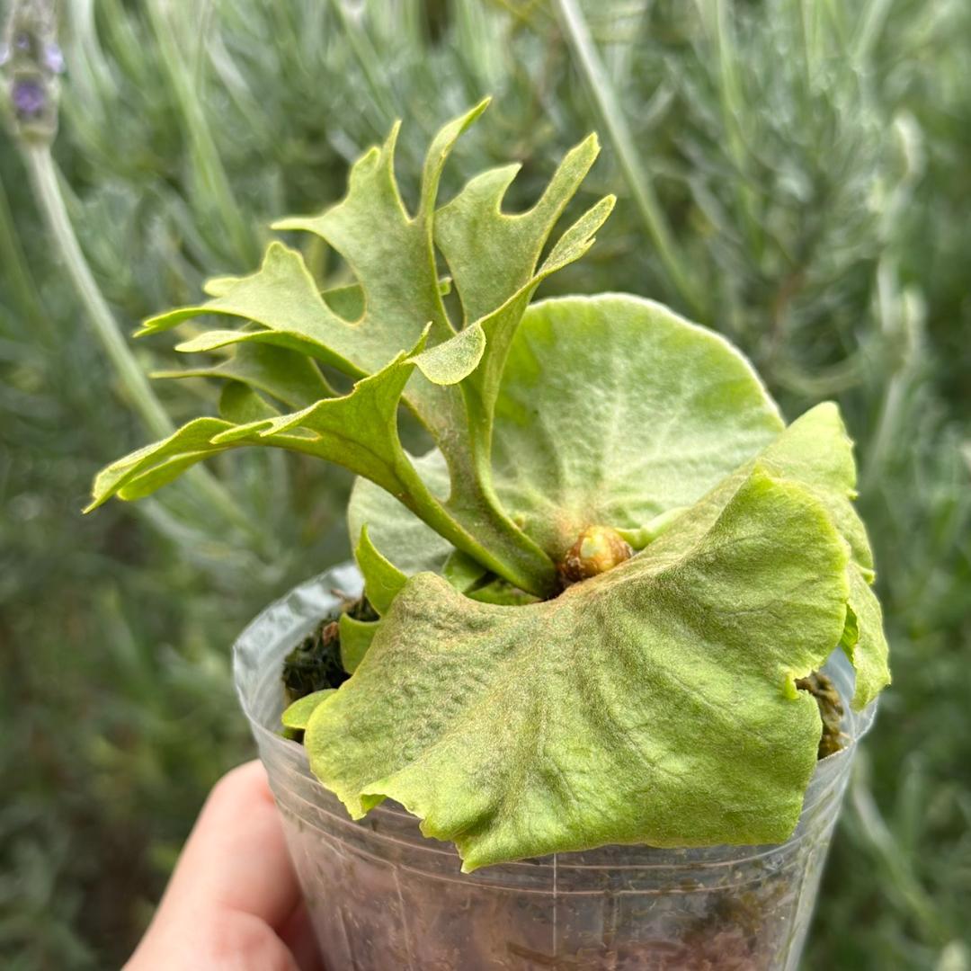 ビカクシダ P.ridleyi dwarf silver 1715