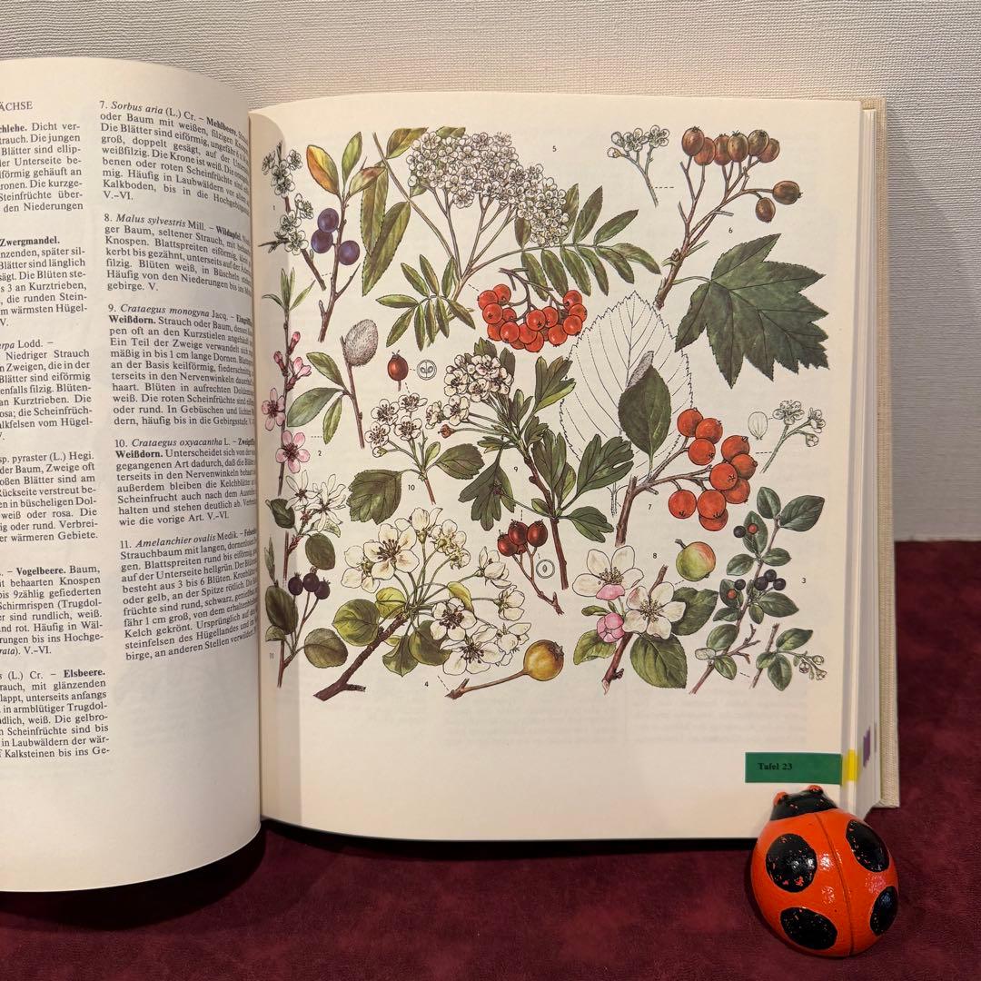 14①1981年ドイツ語版植物図鑑　ジャンクジャーナル　洋書古書　ボタンニカル