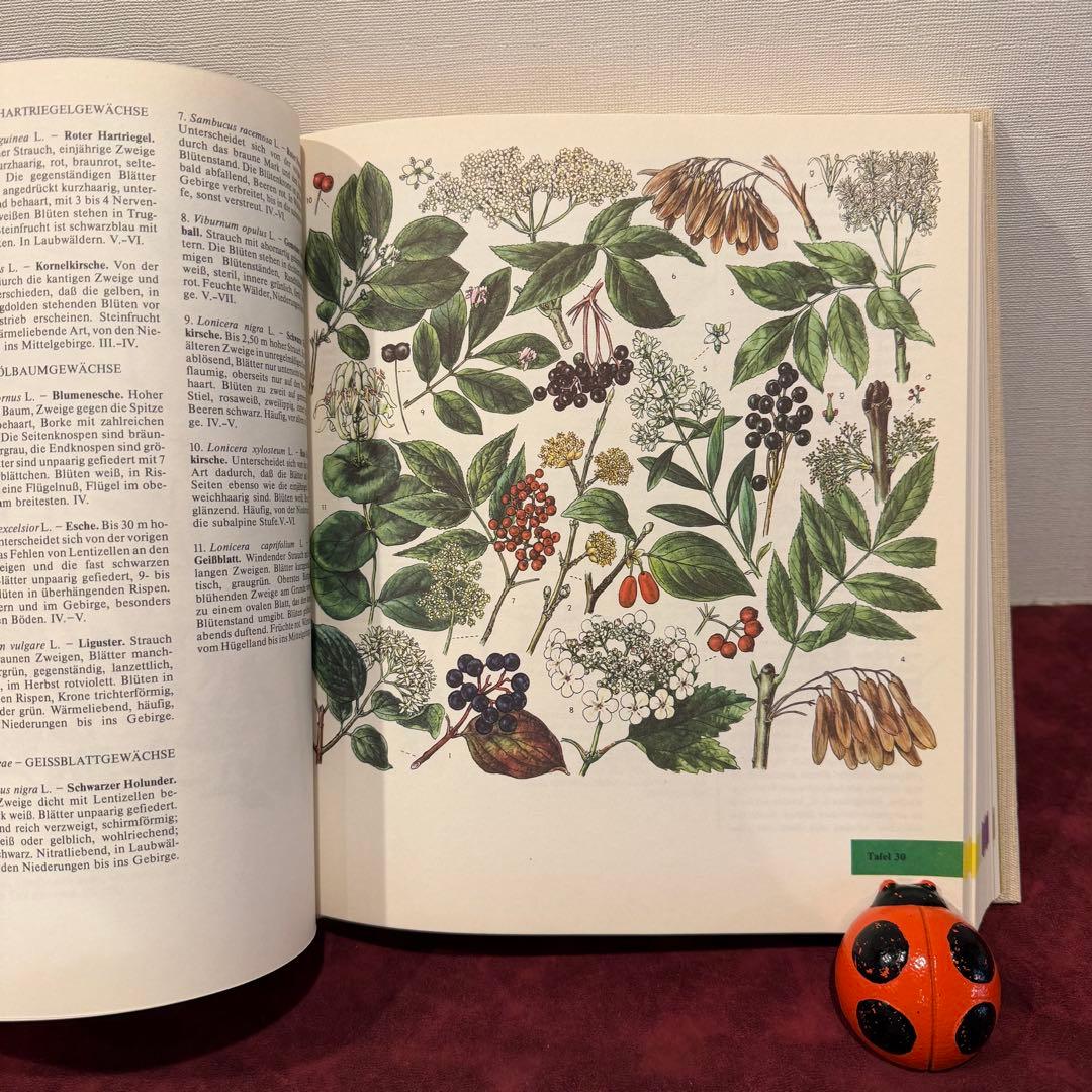 14①1981年ドイツ語版植物図鑑　ジャンクジャーナル　洋書古書　ボタンニカル