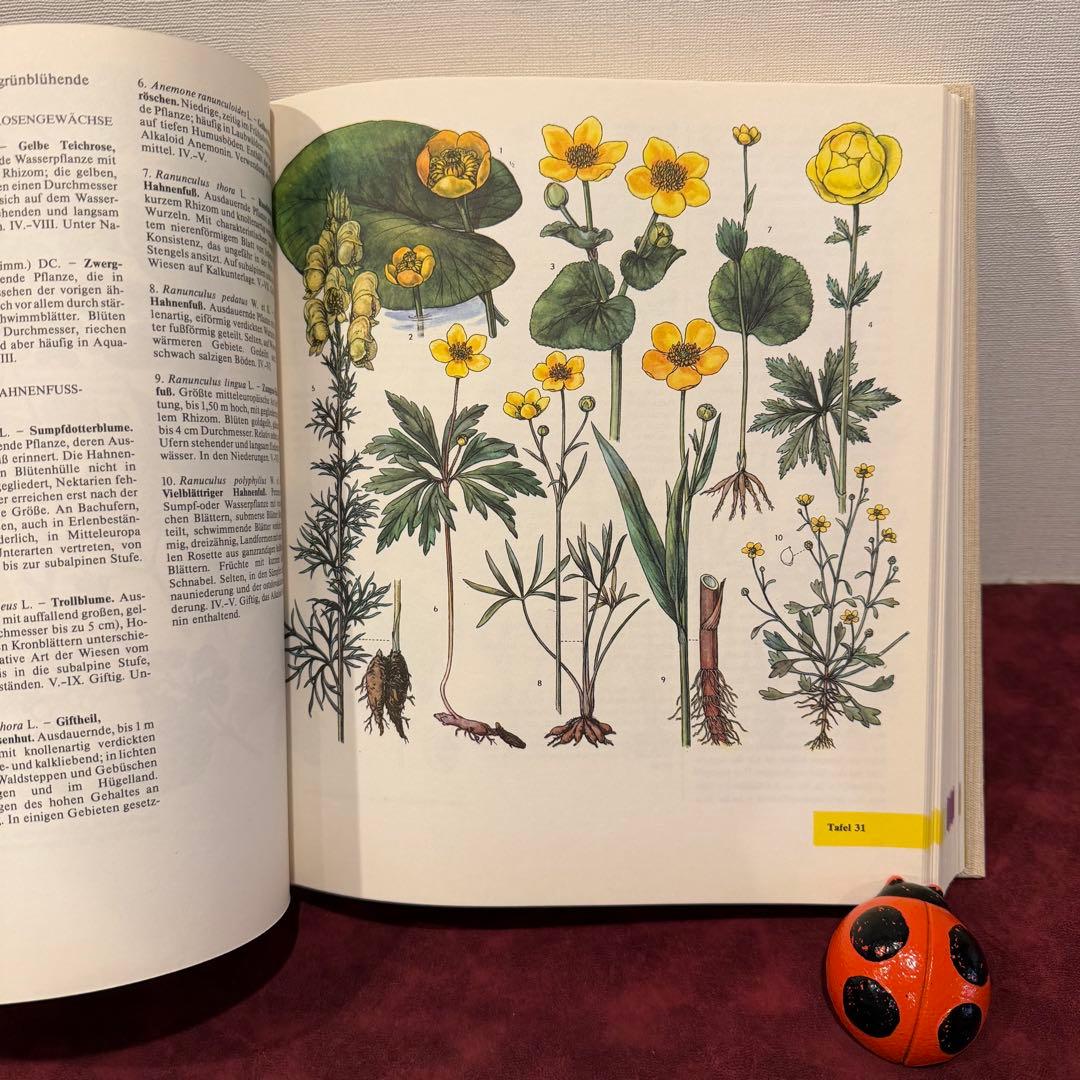 14①1981年ドイツ語版植物図鑑　ジャンクジャーナル　洋書古書　ボタンニカル