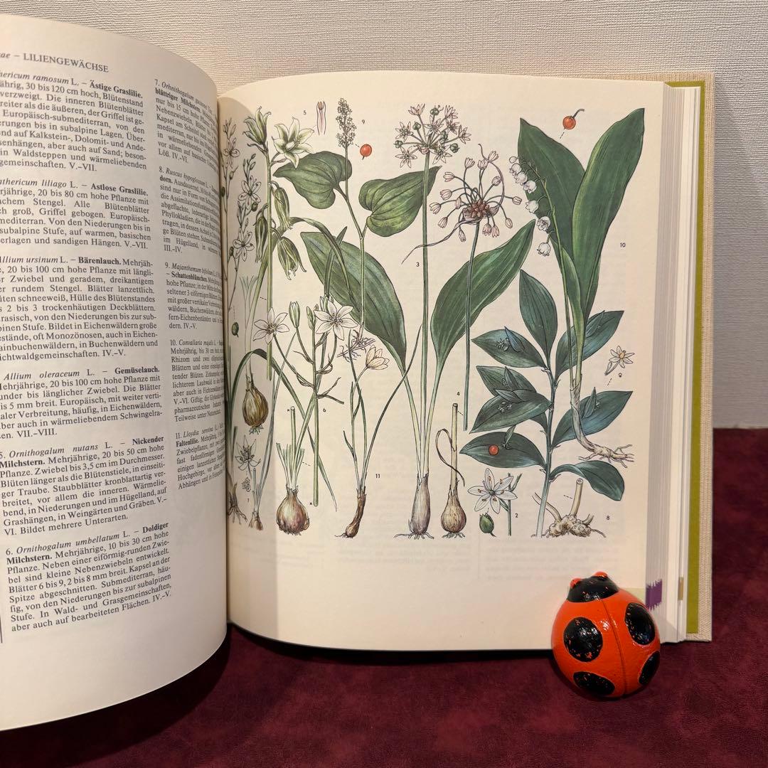 14①1981年ドイツ語版植物図鑑　ジャンクジャーナル　洋書古書　ボタンニカル