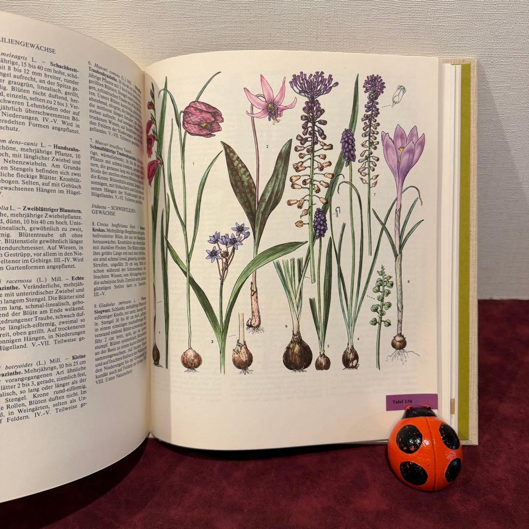 14①1981年ドイツ語版植物図鑑　ジャンクジャーナル　洋書古書　ボタンニカル