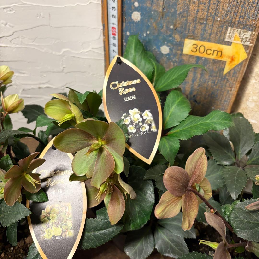 【専用商品】　カトレア　アマリロ　シクラメン　クリスマスローズ