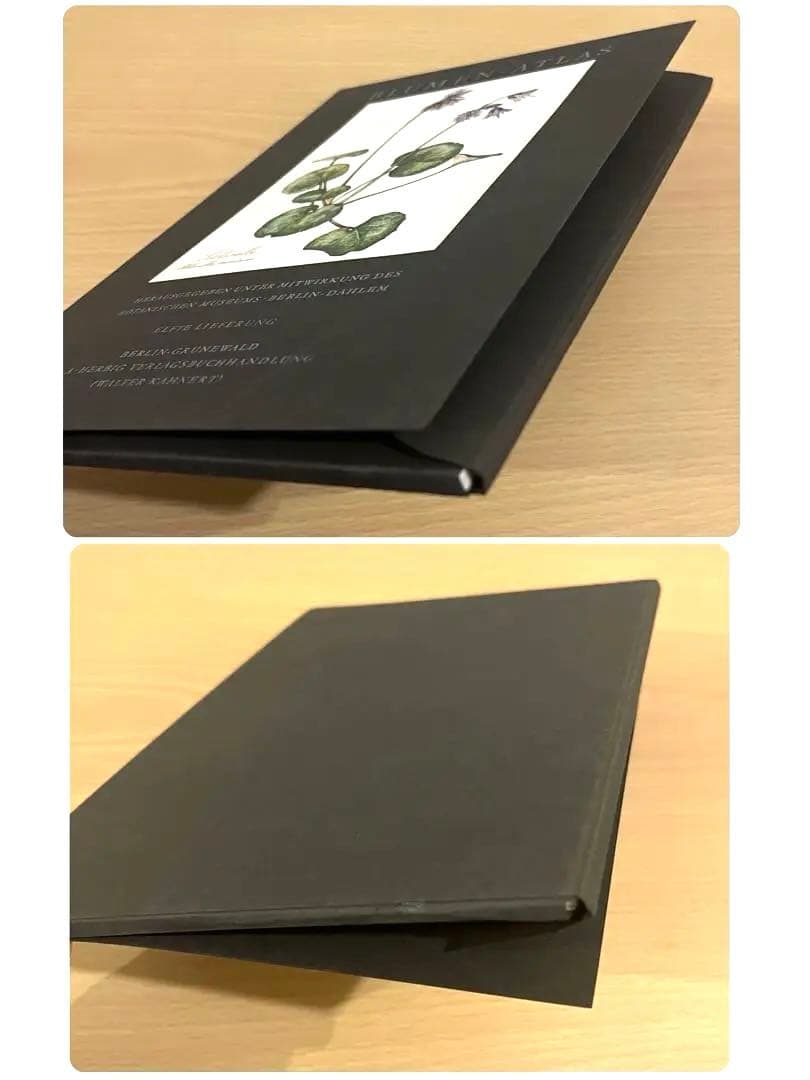 No.297ドイツ ビンテージ 紙もの ボタニカルアート 植物図鑑 水彩画