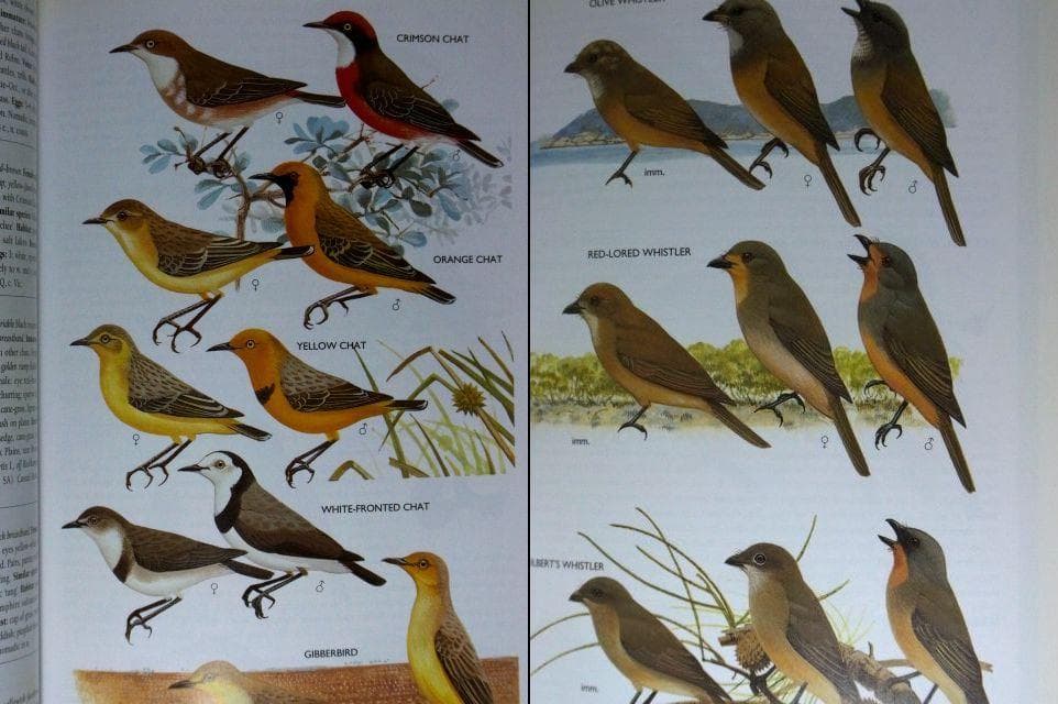オーストラリア野鳥識別ガイドの海外書籍(英語)カラーのイラスト2500点